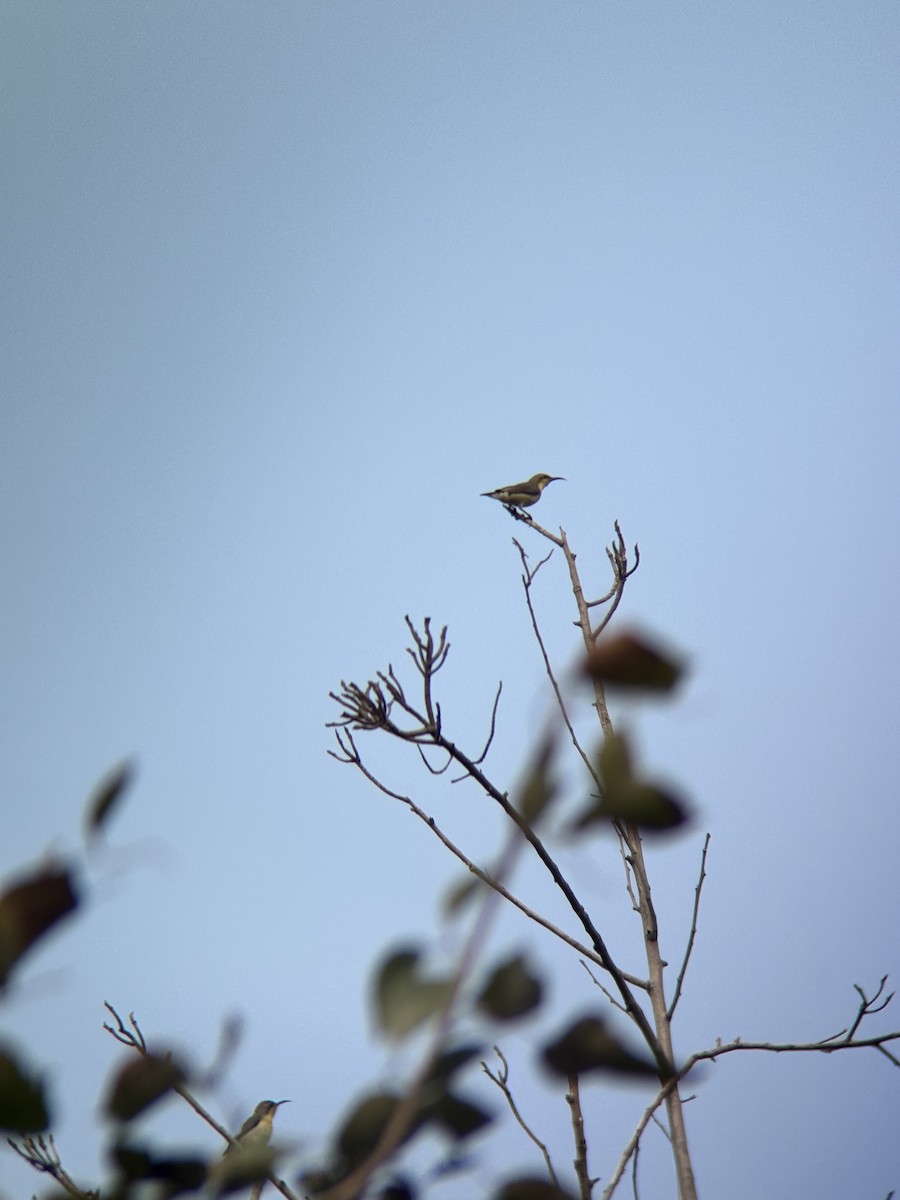 Purple-rumped Sunbird - ML646231171
