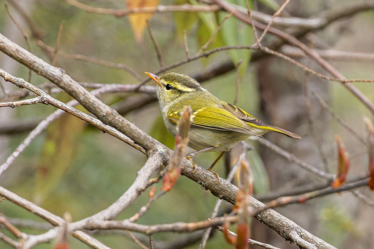 Blyth's Leaf Warbler - ML646231176