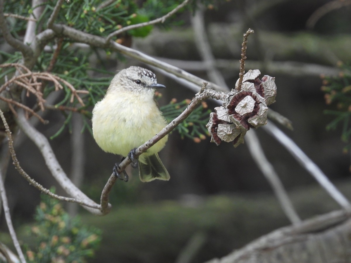 Yellow-rumped Thornbill - ML646231178