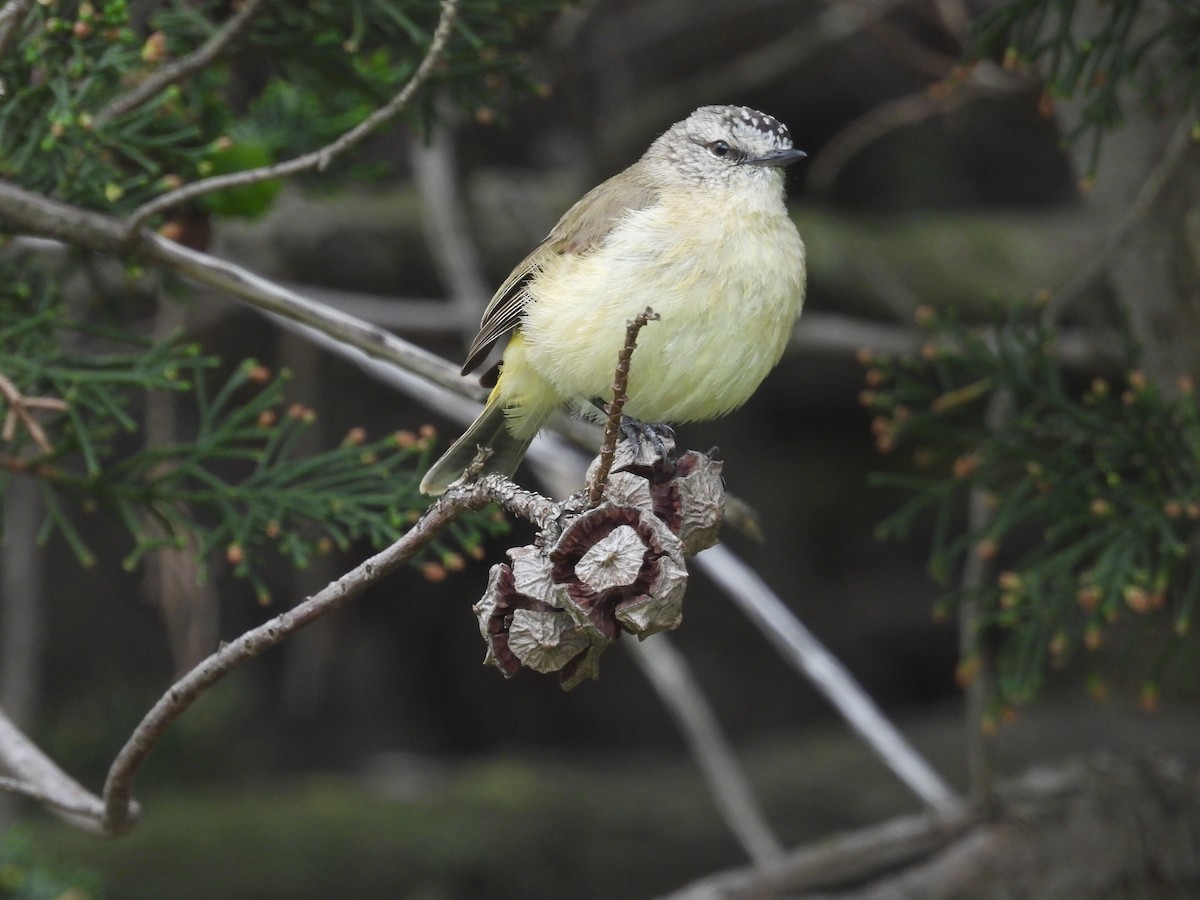 Yellow-rumped Thornbill - ML646231179