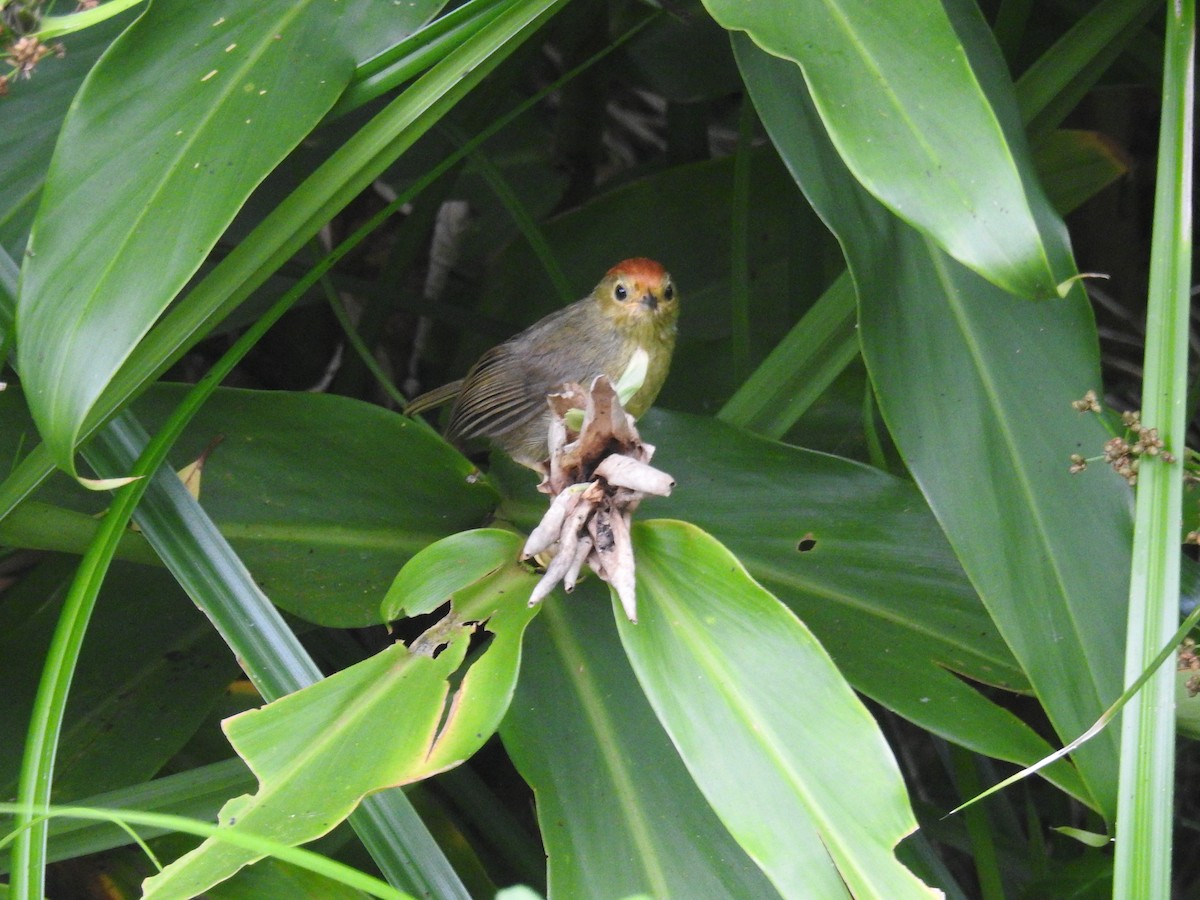 Rufous-capped Babbler - ML646231180