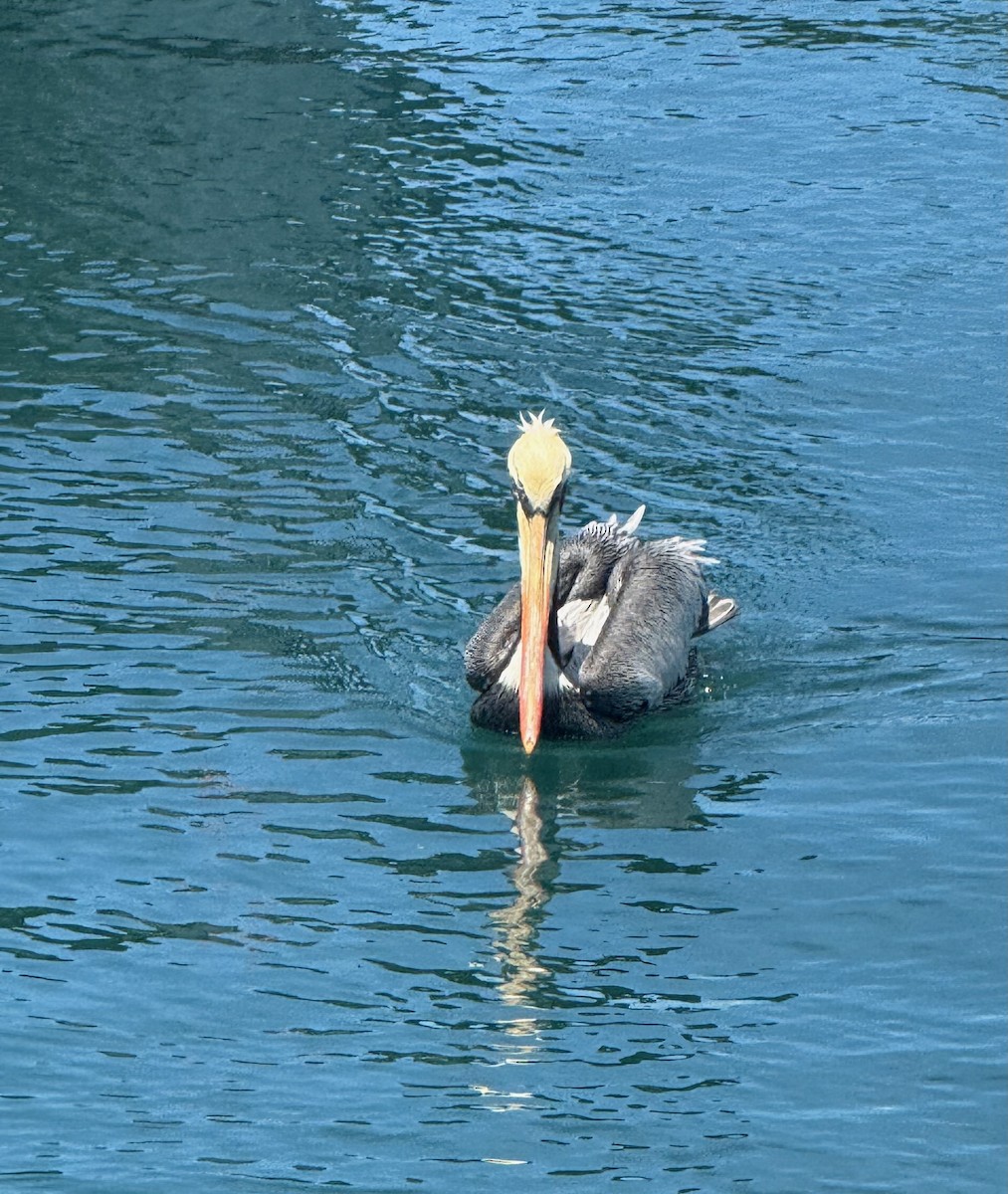 Peruvian Pelican - ML646231181
