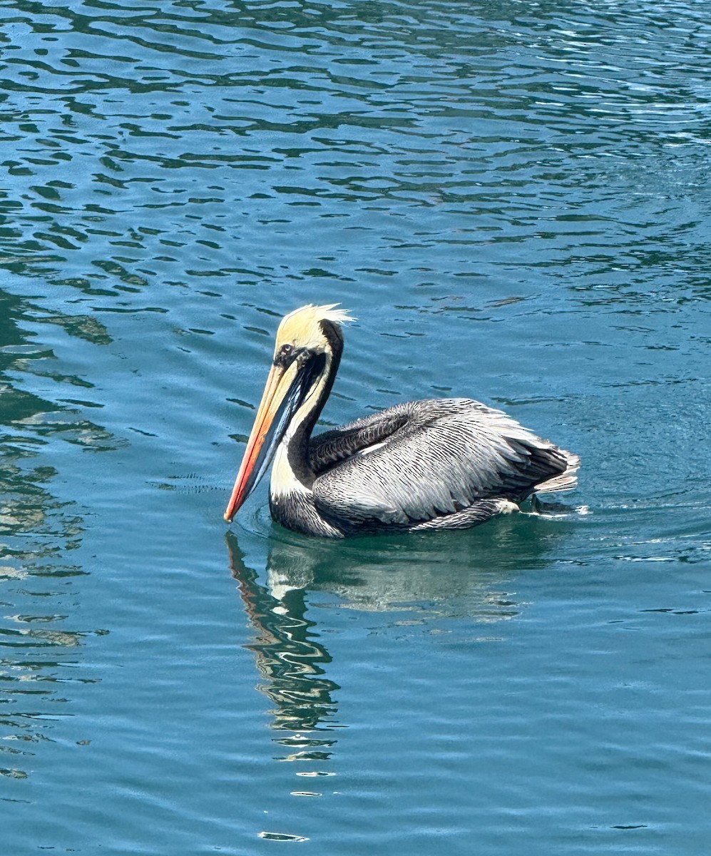 Peruvian Pelican - ML646231182
