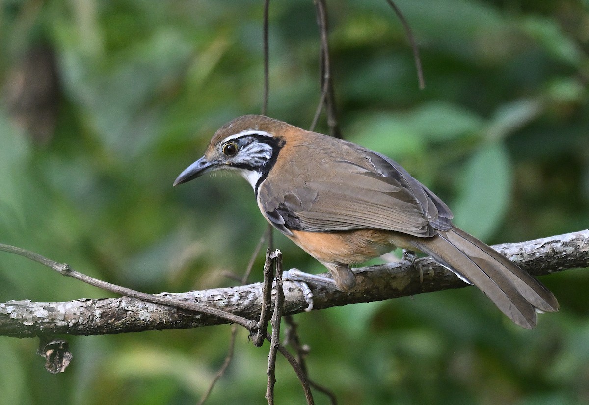 Greater Necklaced Laughingthrush - ML646231184