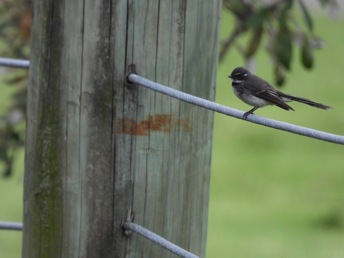 Gray Fantail - ML646231185