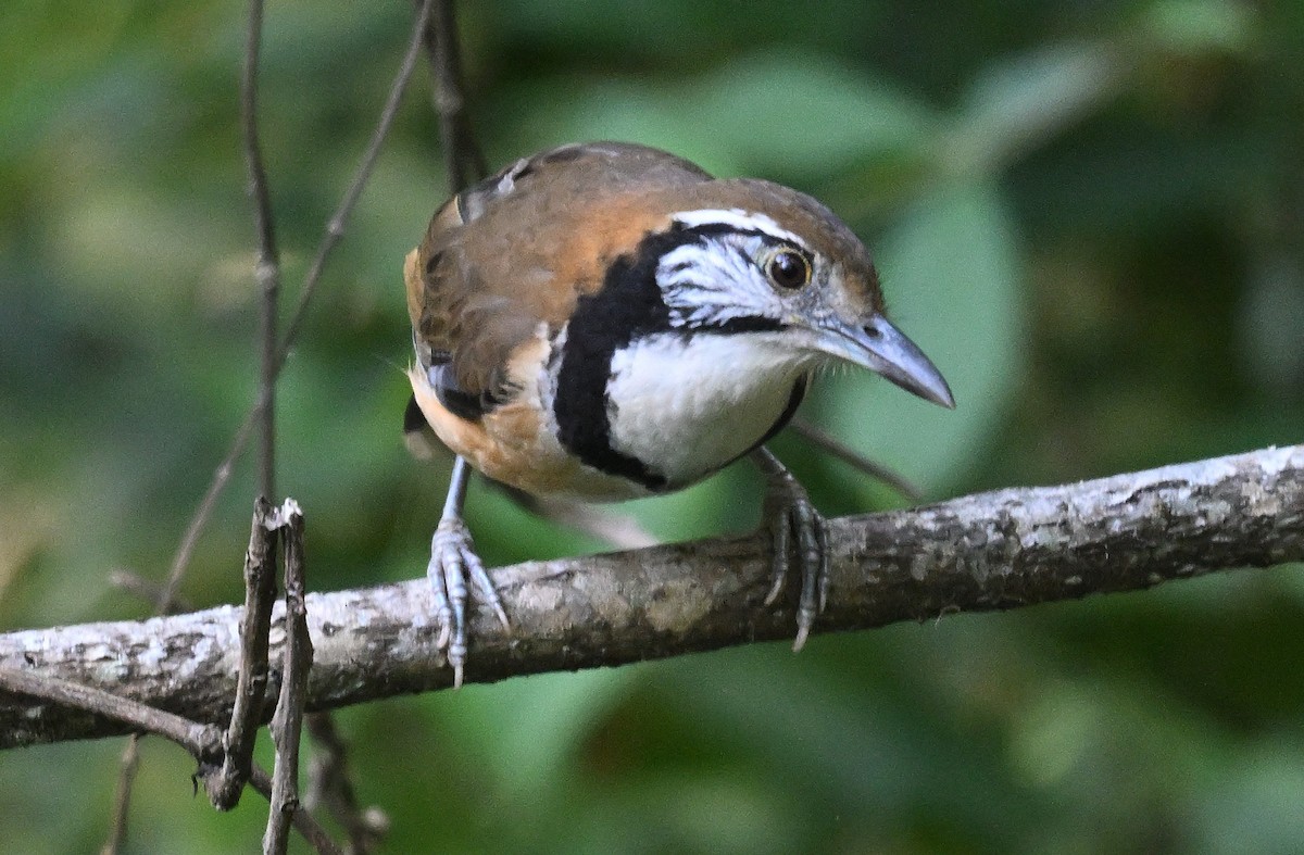 Greater Necklaced Laughingthrush - ML646231186