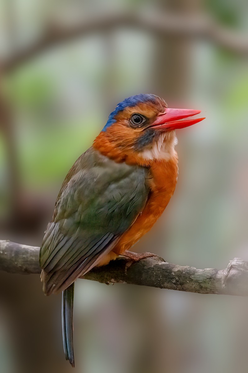 Green-backed Kingfisher - ML646231188