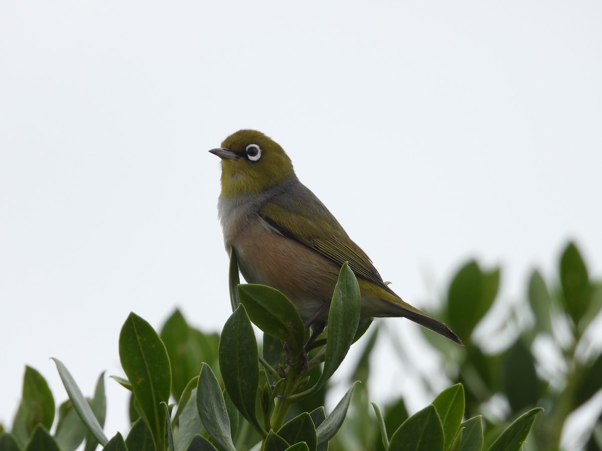 Silvereye - ML646231189