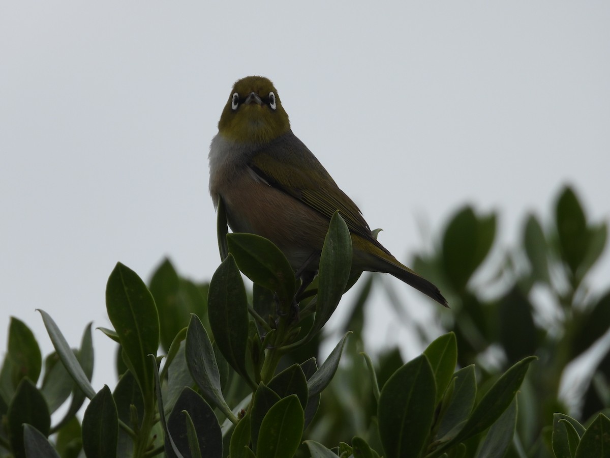 Silvereye - ML646231190