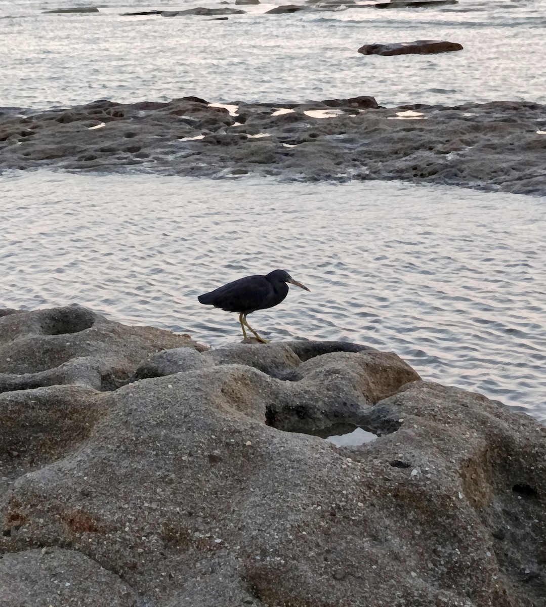 Pacific Reef-Heron - ML646231191