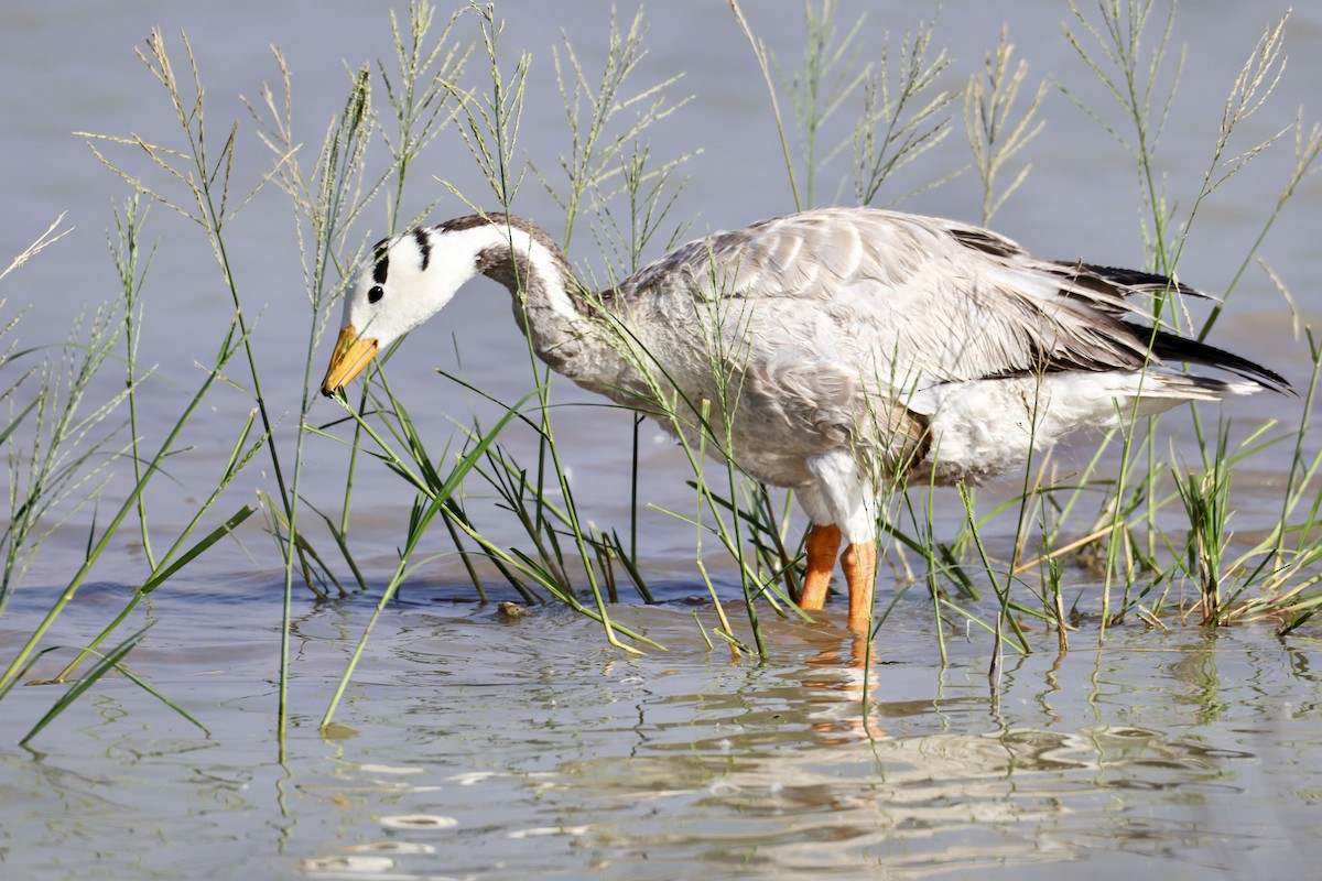 Bar-headed Goose - ML646231192