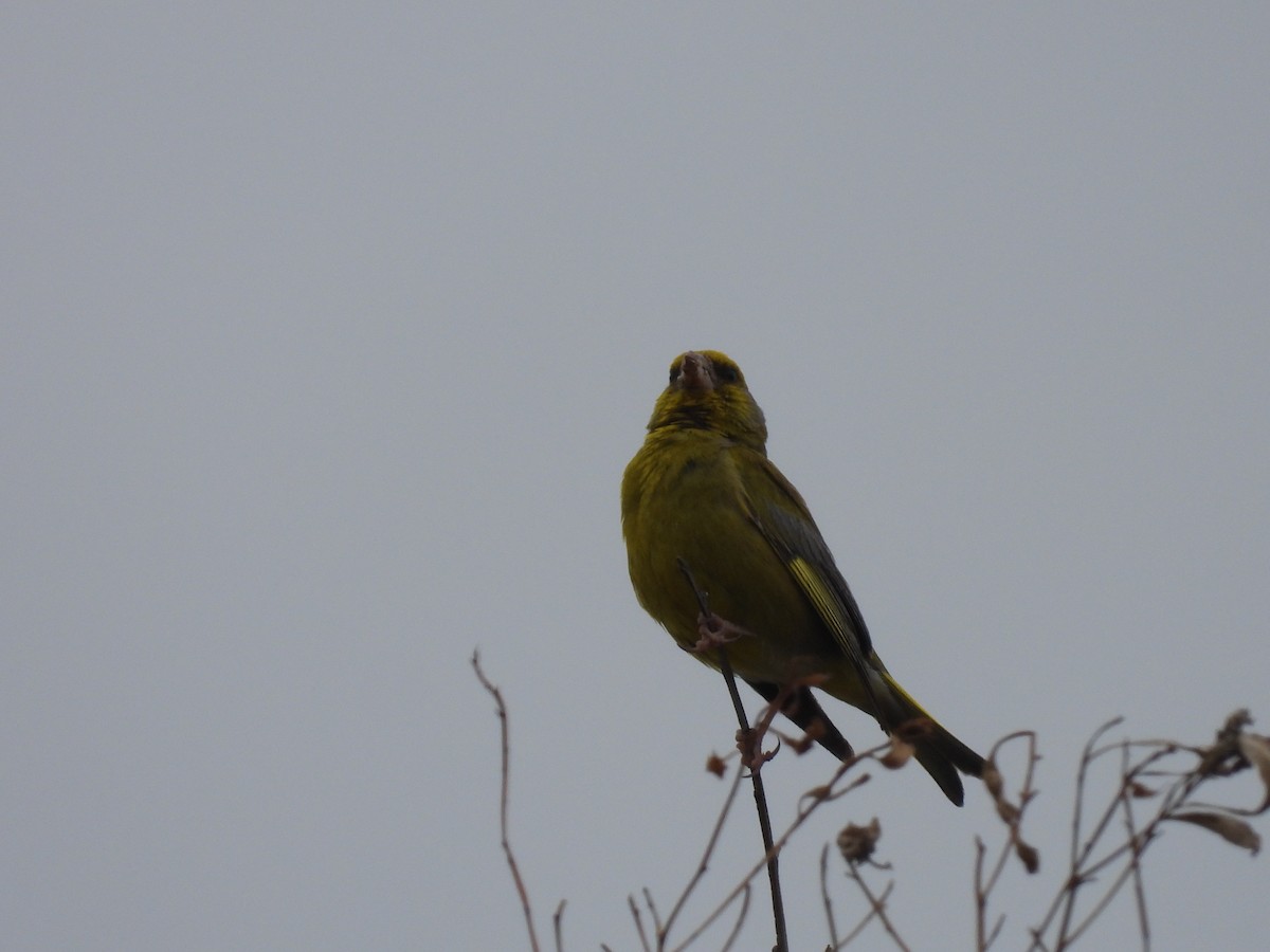 European Greenfinch - ML646231194