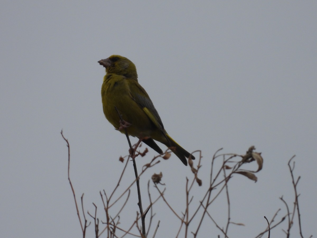European Greenfinch - ML646231196