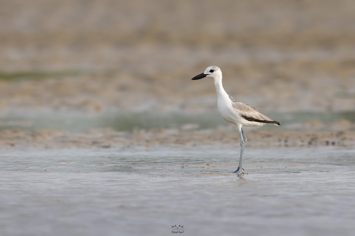 Crab-Plover - ML646231198
