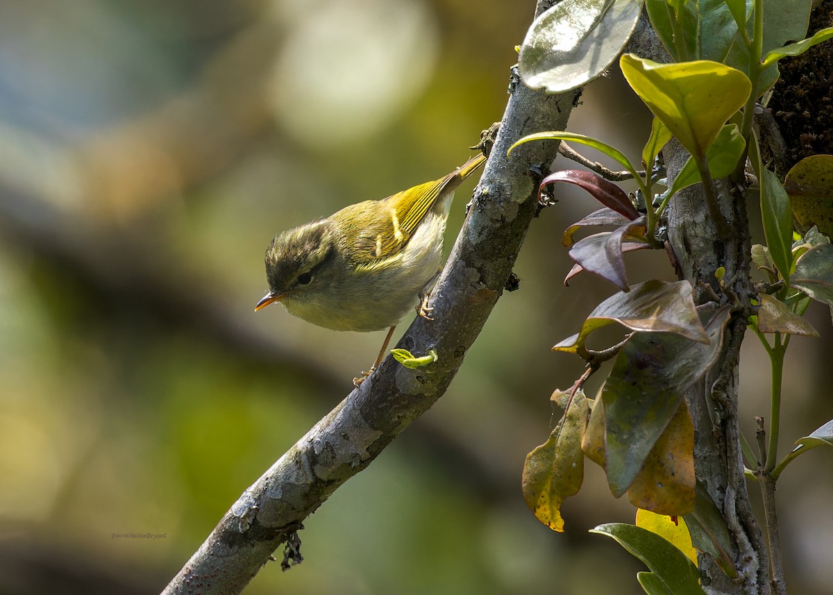 Blyth's Leaf Warbler - ML646231199