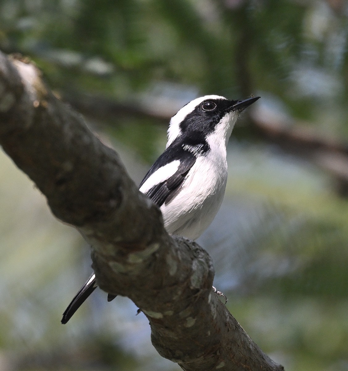 Little Pied Flycatcher - ML646231201