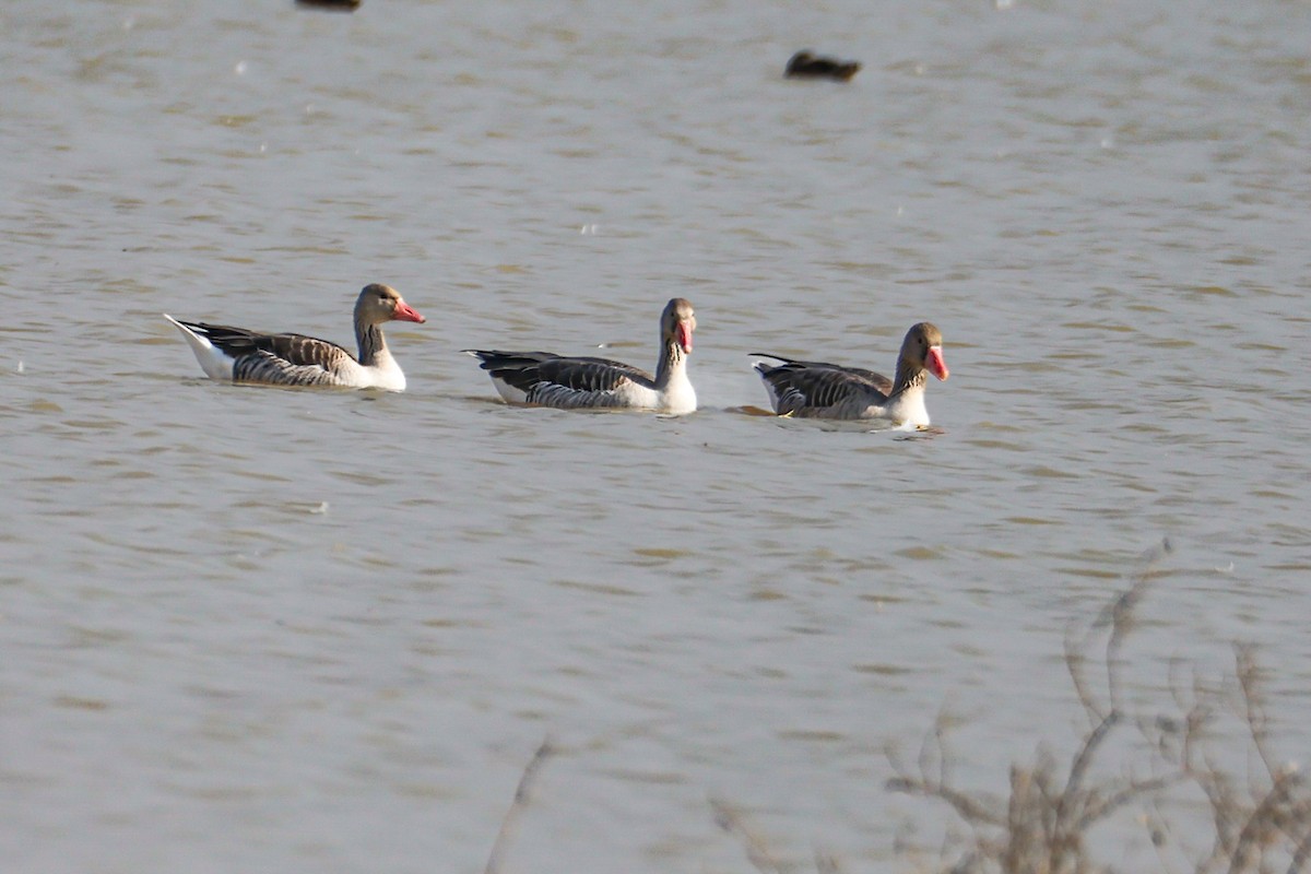 Graylag Goose - ML646231202