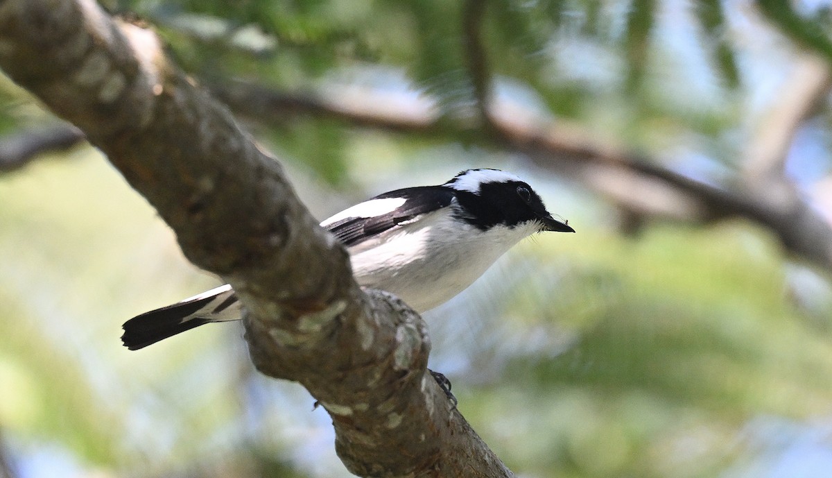 Little Pied Flycatcher - ML646231203