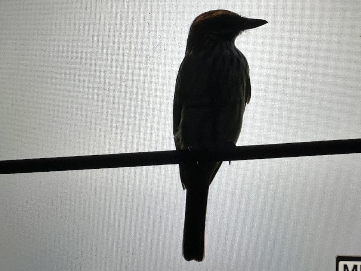 Streaked Flycatcher - ML646231204