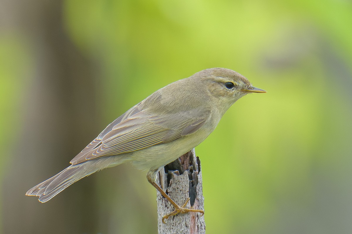 Luì grosso - ML646231210