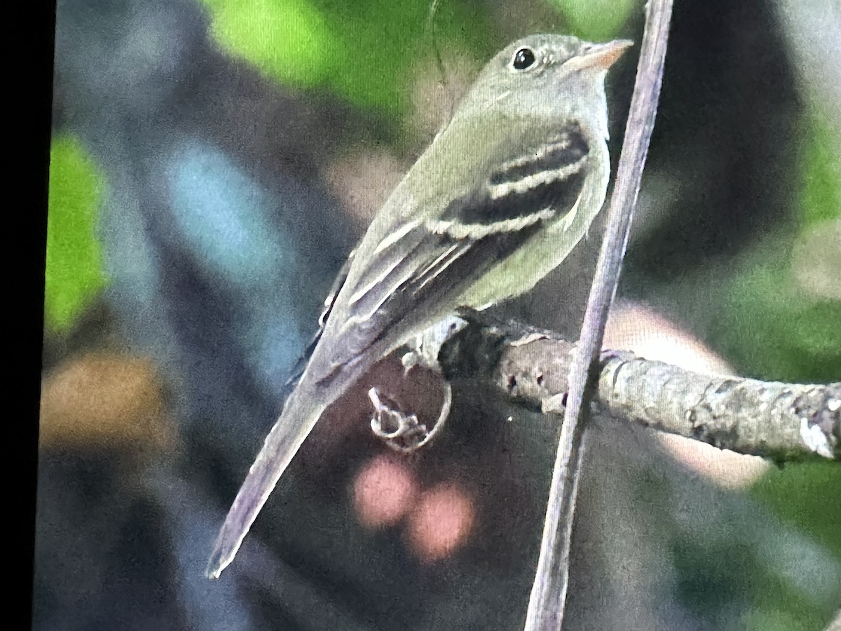 Buchenschnäppertyrann - ML646231212