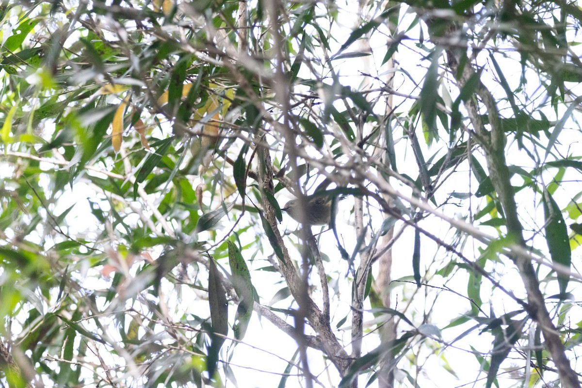 Brown Thornbill - ML646231215