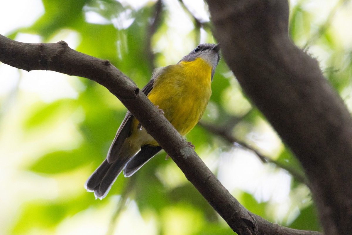 Eastern Yellow Robin - ML646231218