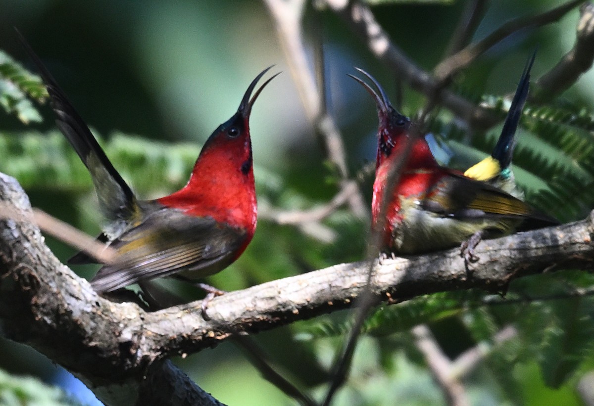 Crimson Sunbird - ML646231221