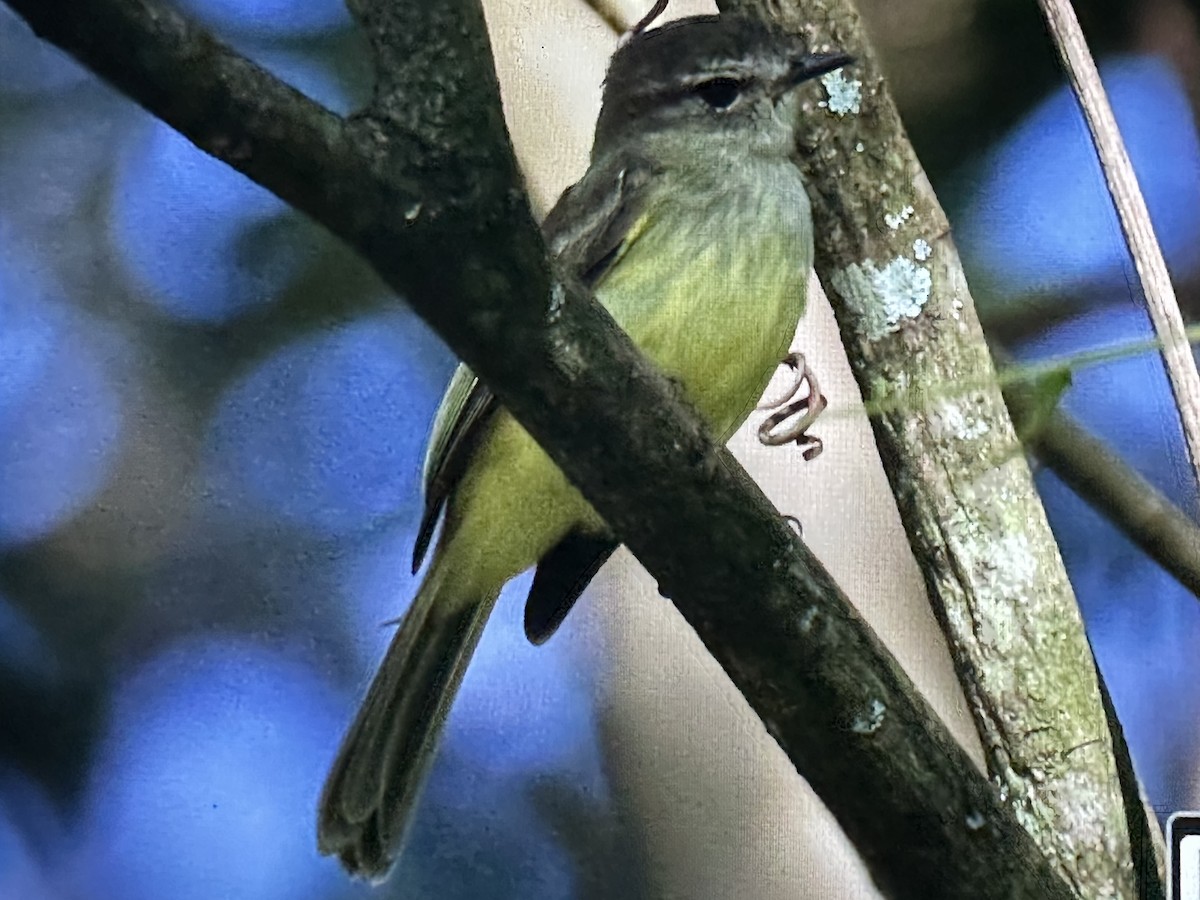 Greenish Elaenia - ML646231223