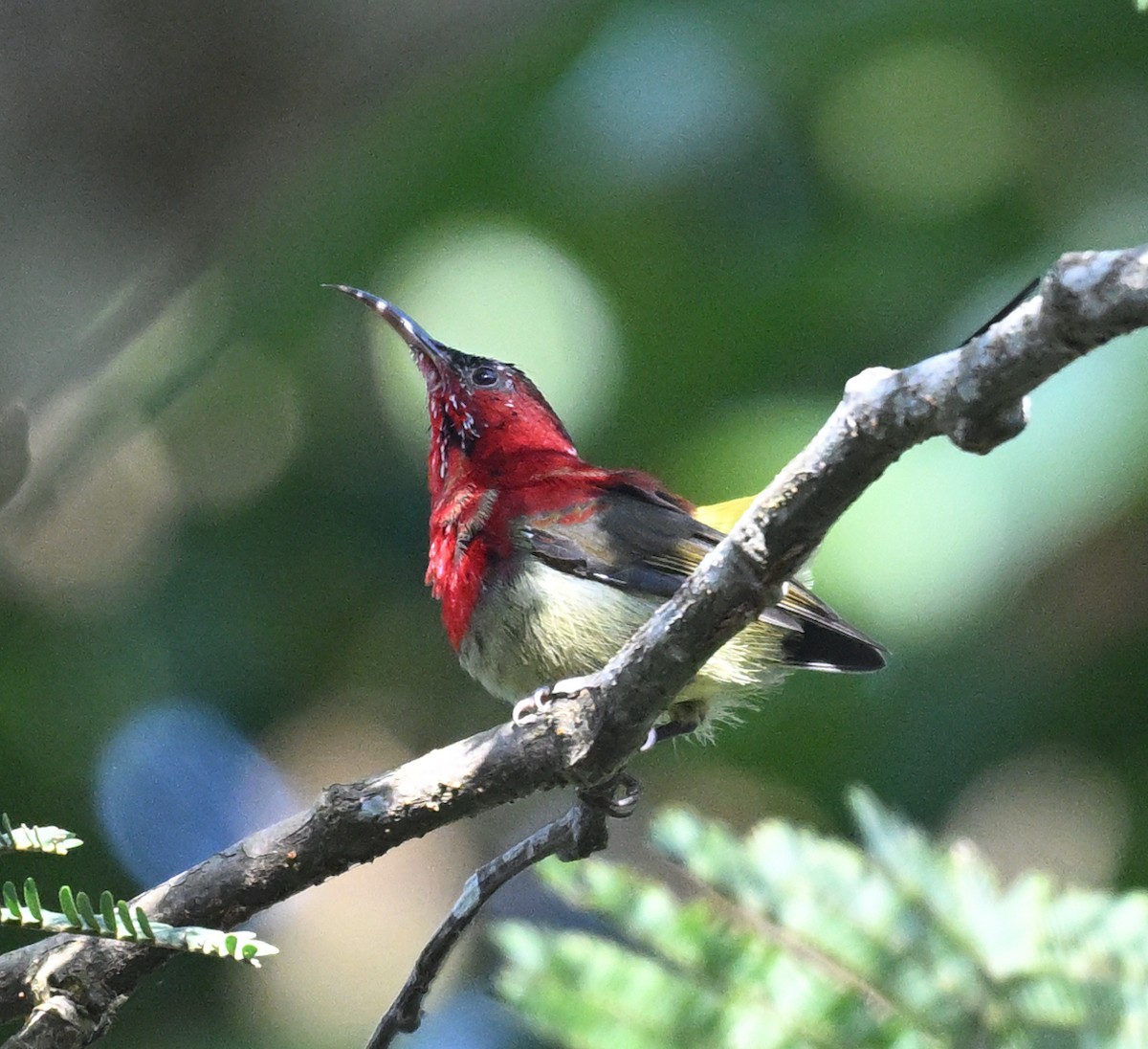 Crimson Sunbird - ML646231225