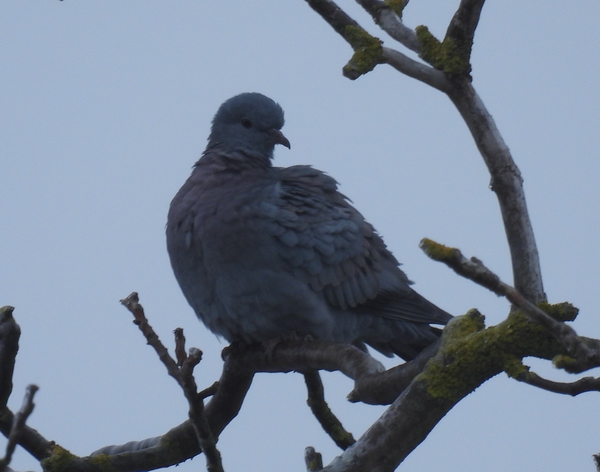 Stock Dove - ML646231228
