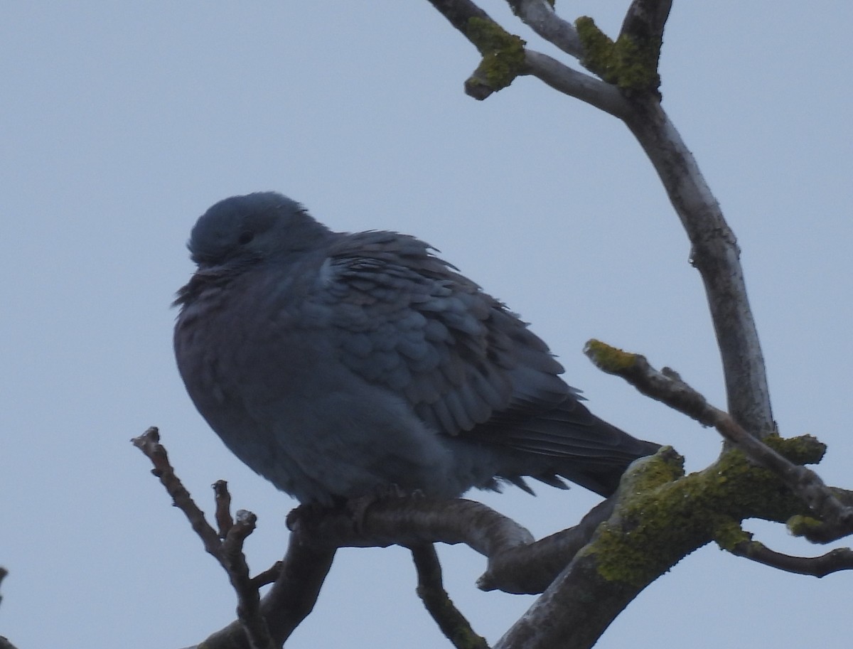 Stock Dove - ML646231229