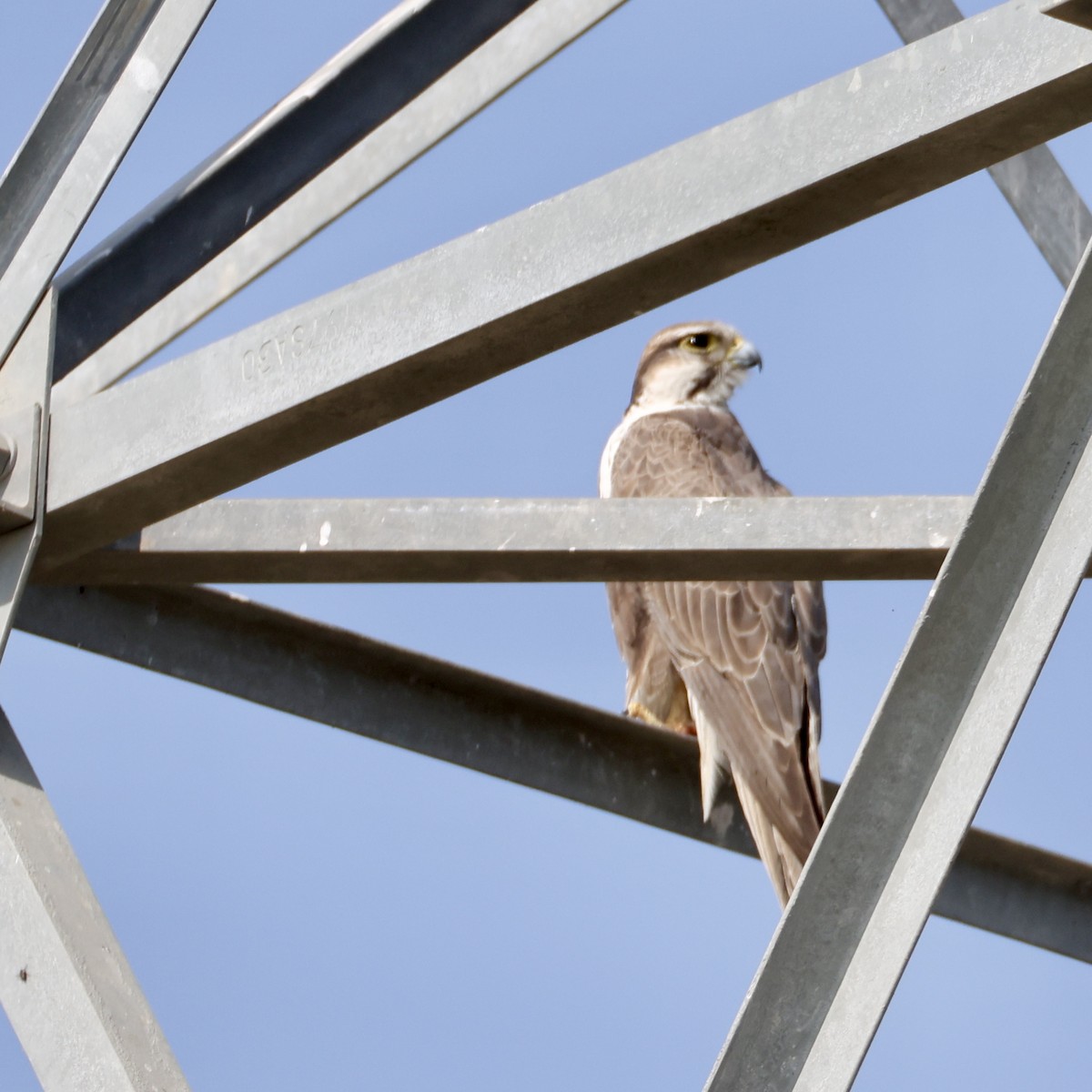 Falco laggar - ML646231235