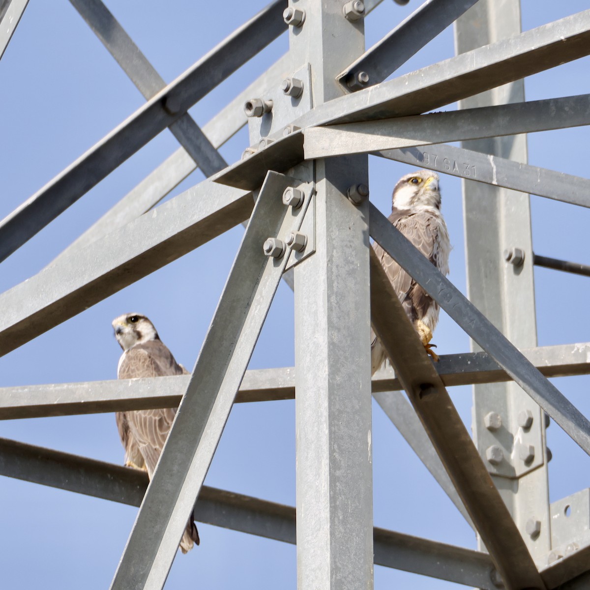 Falco laggar - ML646231236