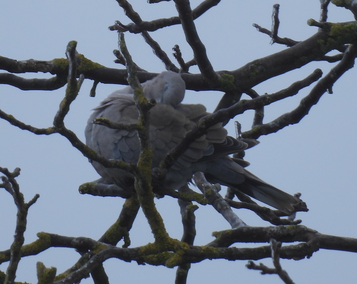 Eurasian Collared-Dove - ML646231237