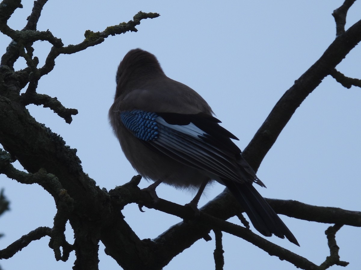 Eurasian Jay - ML646231249