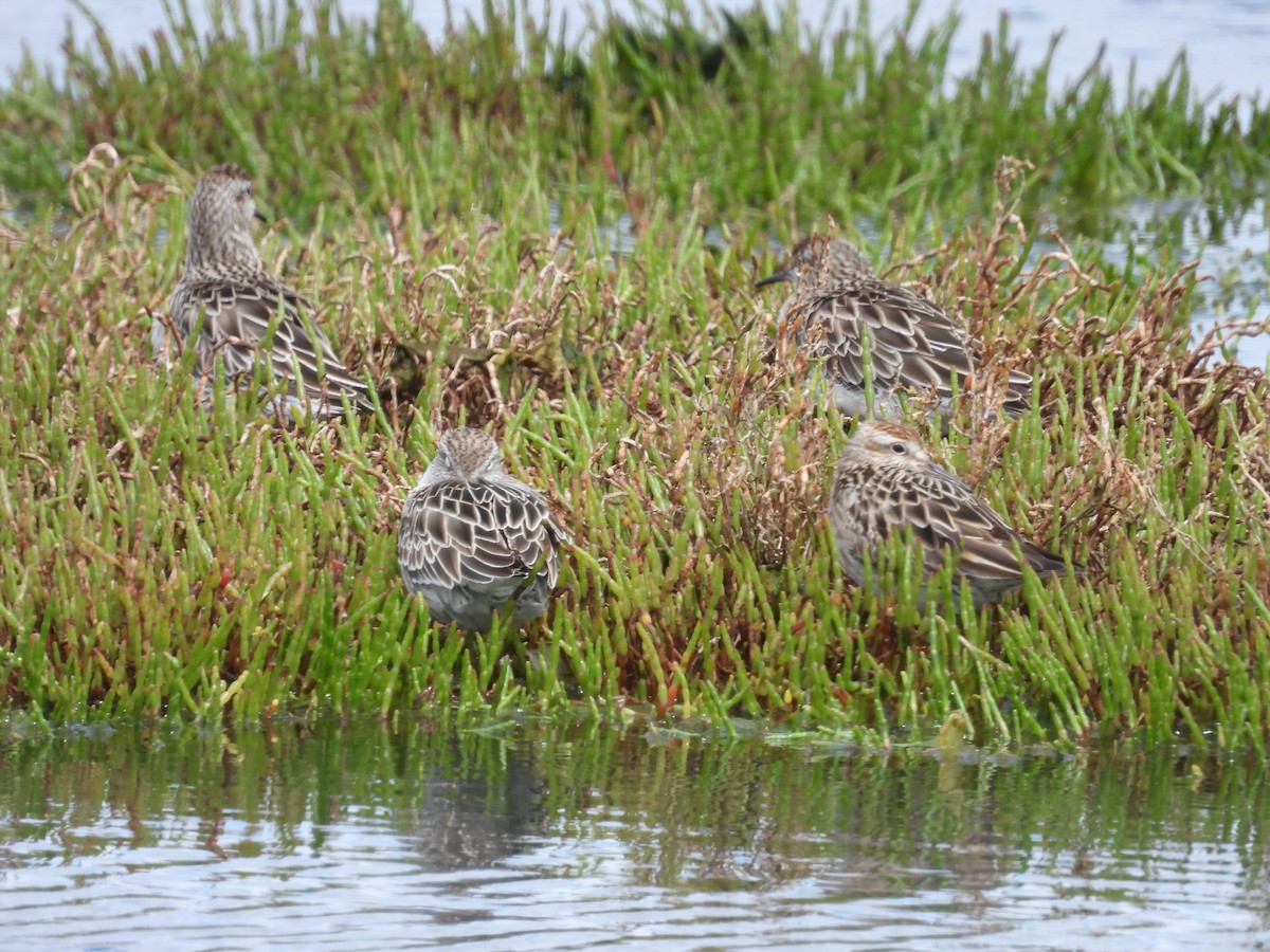 Txirri buztanzorrotza - ML646231250