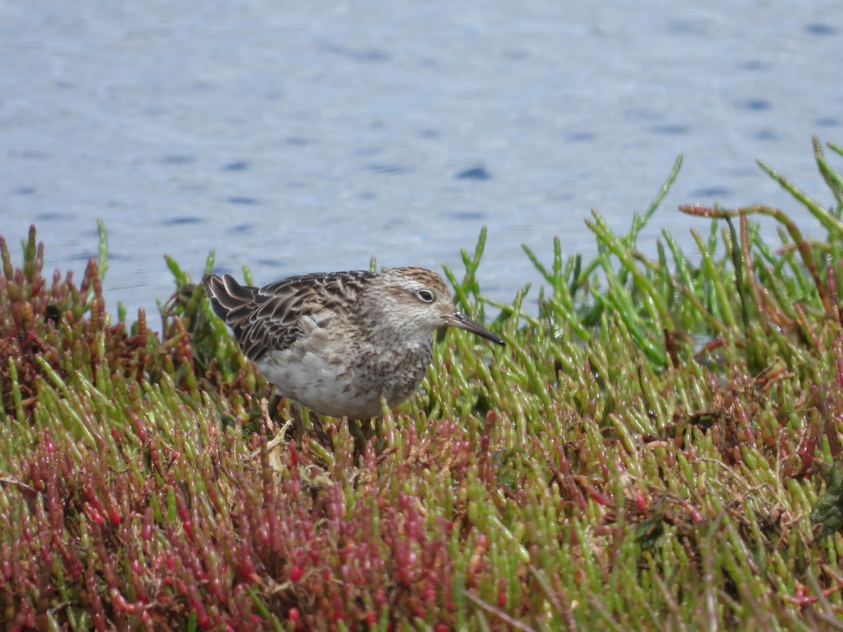 Txirri buztanzorrotza - ML646231251