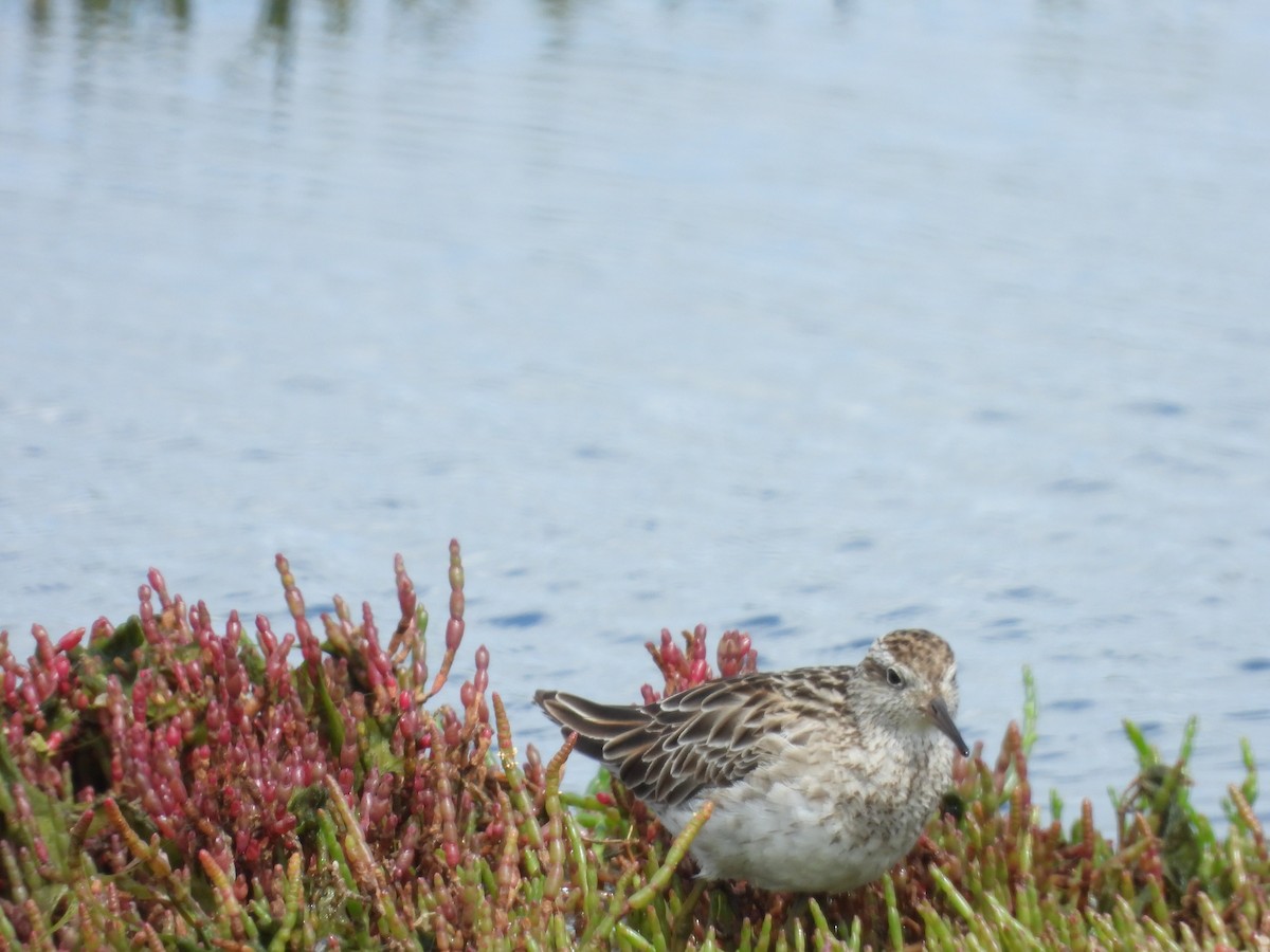 Txirri buztanzorrotza - ML646231252