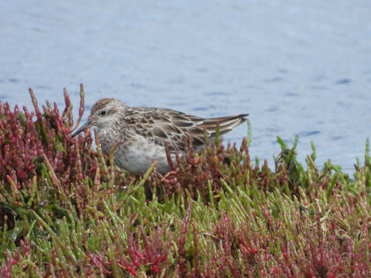 Txirri buztanzorrotza - ML646231253