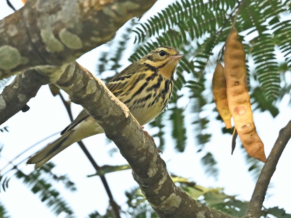 Hodgson txirta - ML646231254