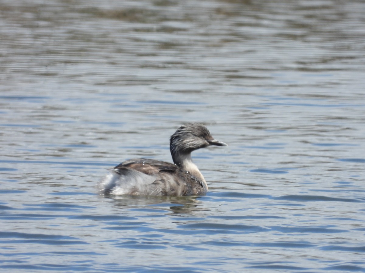 Txilinporta burugrisa - ML646231255