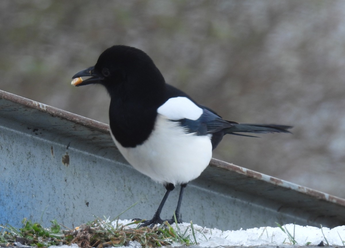 Mika arrunta - ML646231256