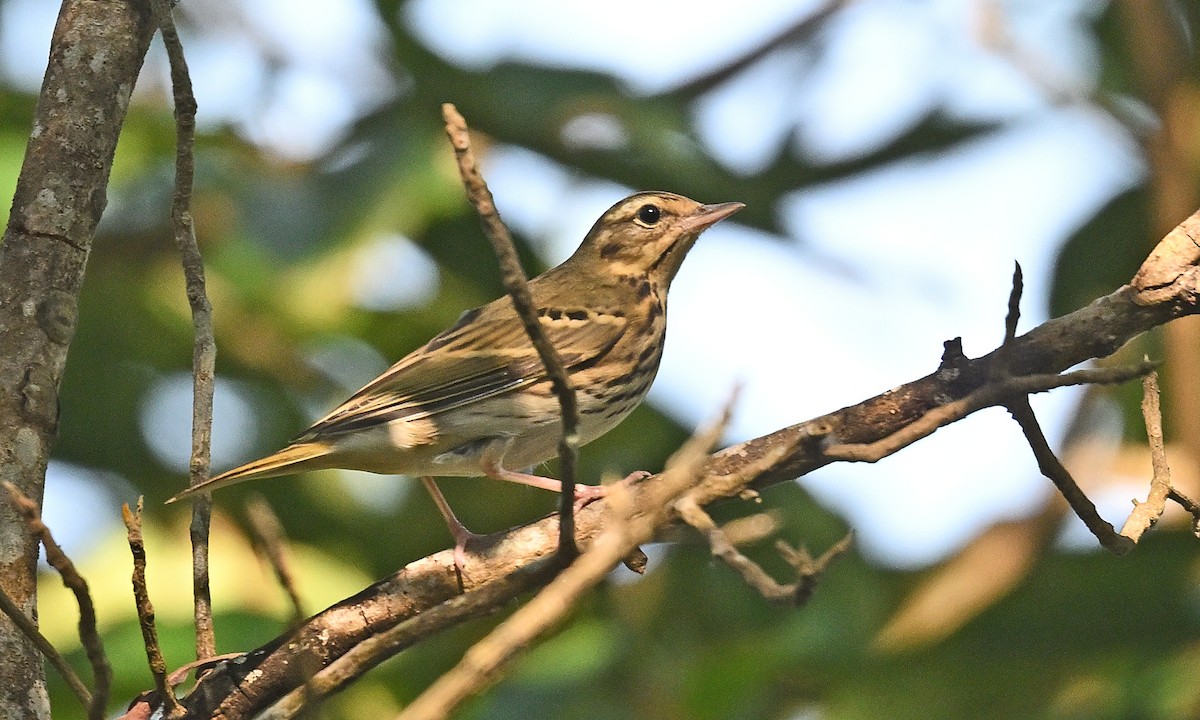 Hodgson txirta - ML646231257