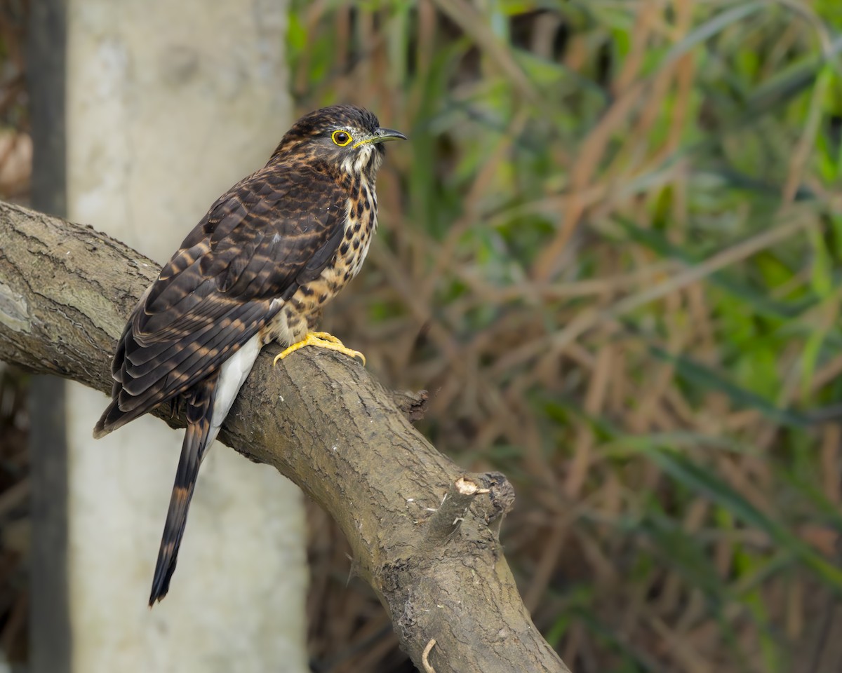 Large Hawk-Cuckoo - ML646231258