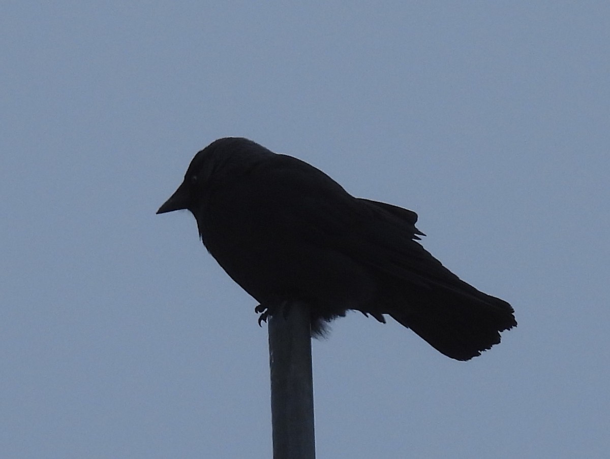 Belatxiki arrunta - ML646231259