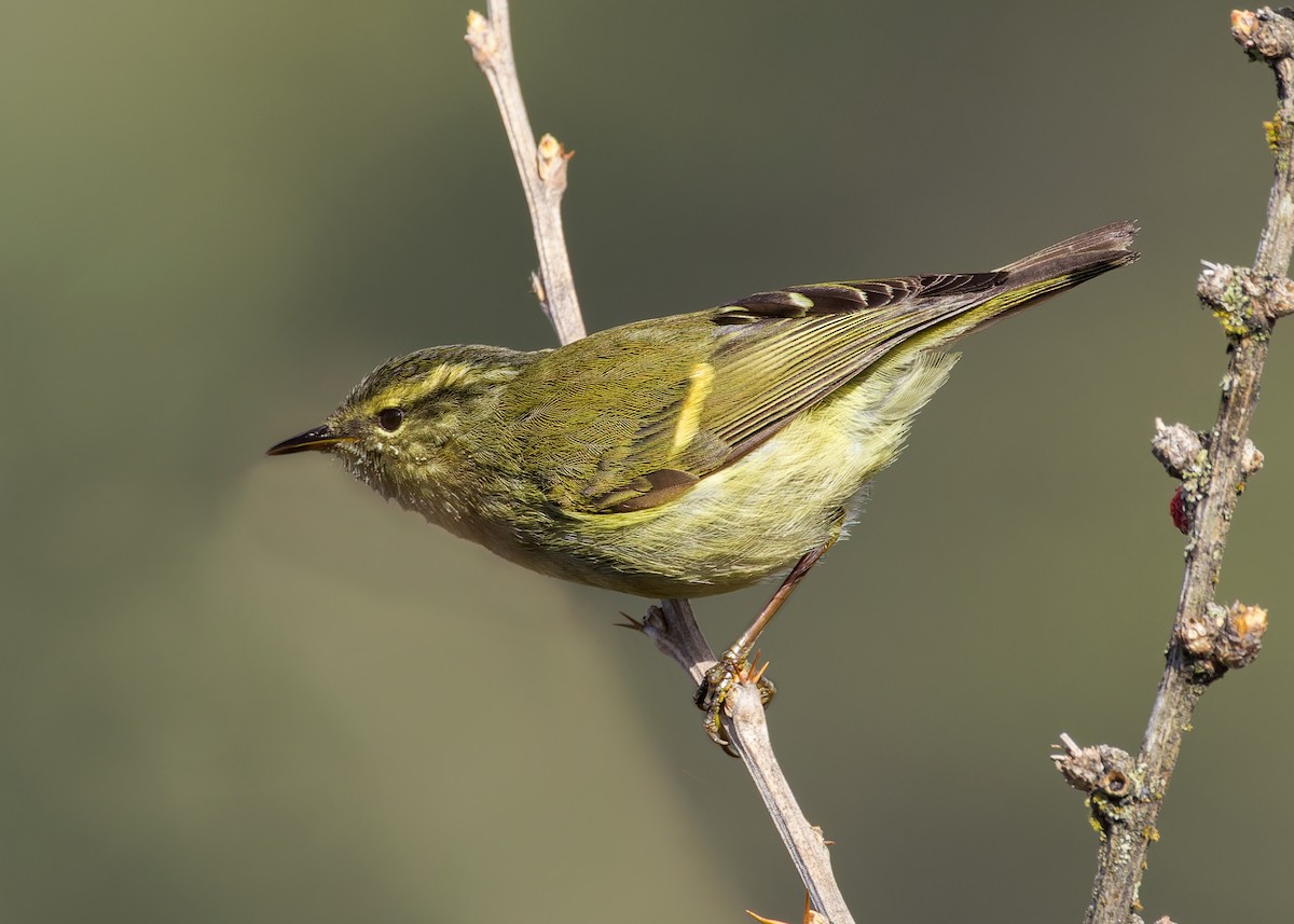 Buff-barred Warbler - ML646231260