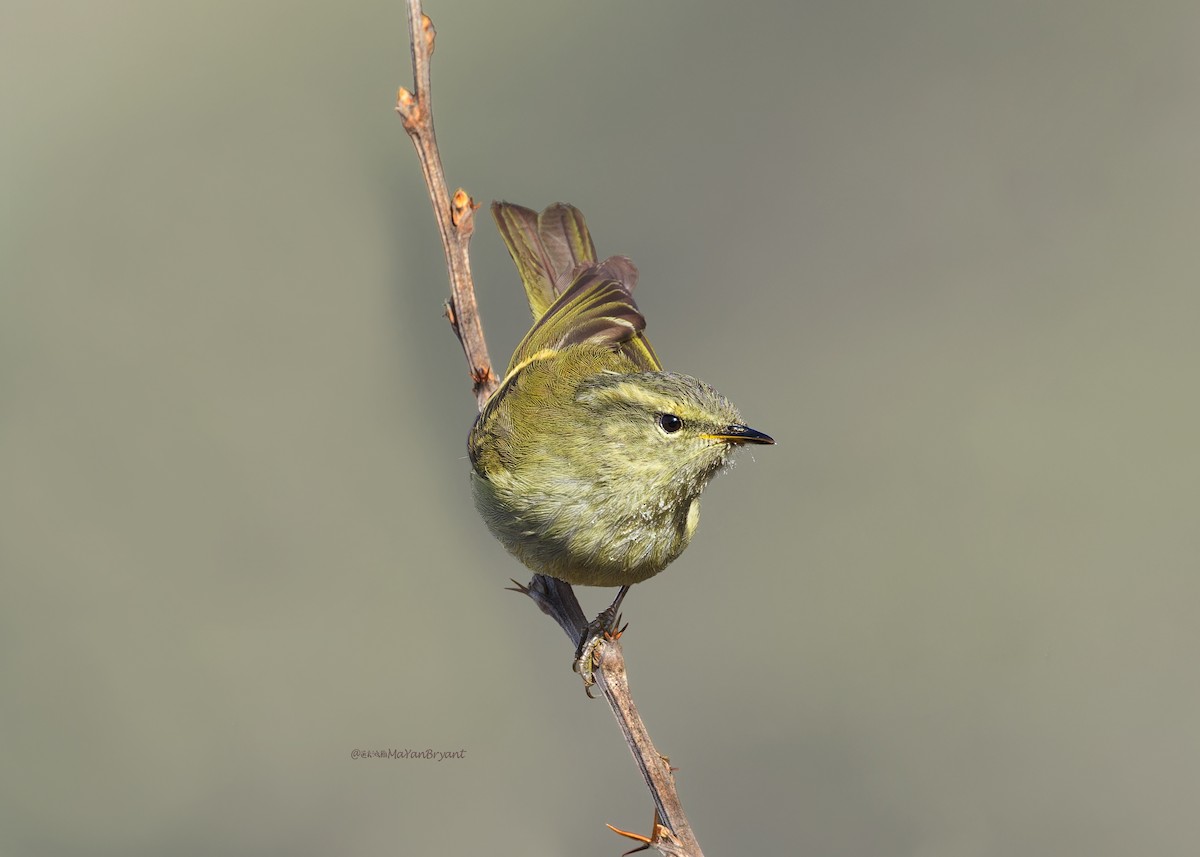 Buff-barred Warbler - ML646231261
