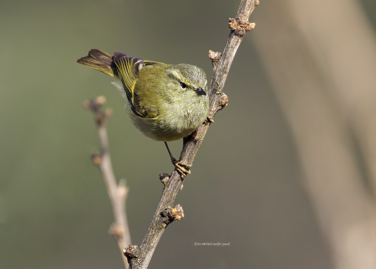 Buff-barred Warbler - ML646231262