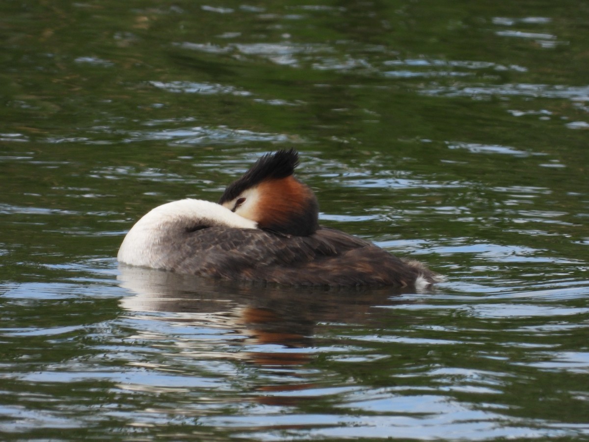 Murgil mottoduna - ML646231263